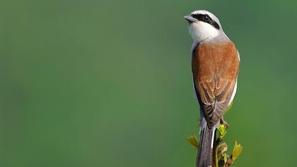 Kızılsırtlı örümcekkuşu