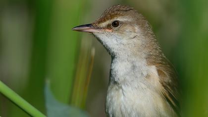 Büyük kamışçın