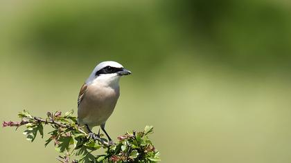 Kızılsırtlı örümcekkuşu