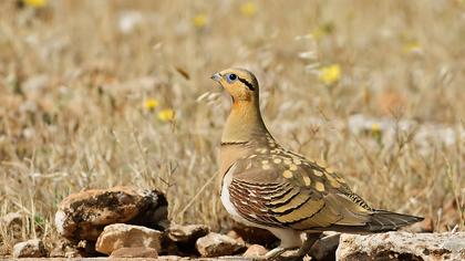 Kılkuyruk bağırtlak