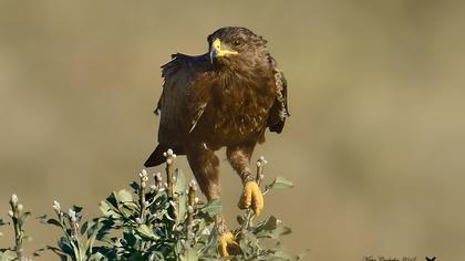 Küçük orman kartalı