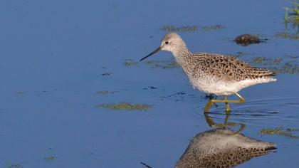 Bataklık düdükçünü