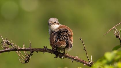 Kızılsırtlı örümcekkuşu
