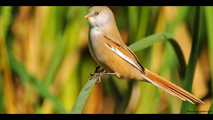 Bıyıklı baştankara