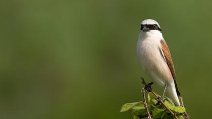 Kızılsırtlı örümcekkuşu