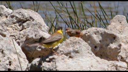 Karabaşlı kirazkuşu