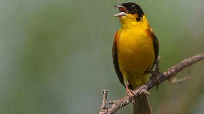Karabaşlı kirazkuşu