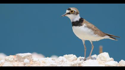 Halkalı küçük cılıbıt » Little Ringed Plover » Charadrius dubius