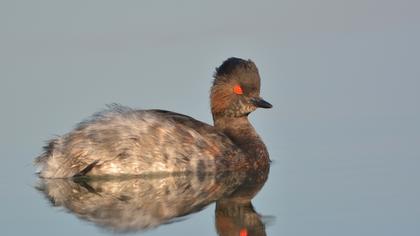 Karaboyunlu batağan