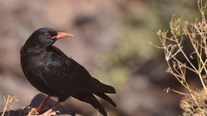 Kırmızıgagalı dağ kargası