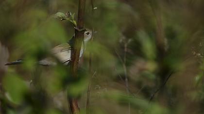 Akgerdanlı ötleğen