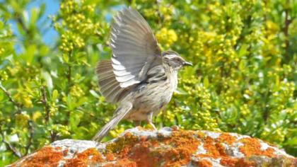 Sürmeli dağbülbülü