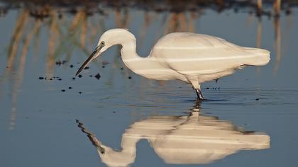 Küçük ak balıkçıl
