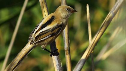 Bıyıklı baştankara