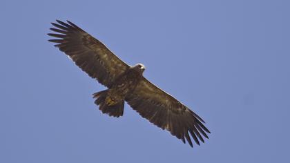 Küçük orman kartalı