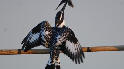 Alaca yalıçapkını