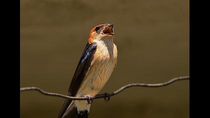 Kızıl kırlangıç
