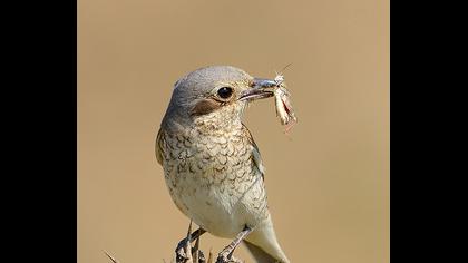Kızılsırtlı örümcekkuşu