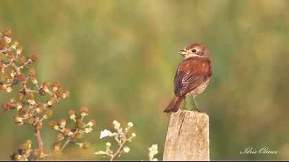 Kızılsırtlı örümcekkuşu