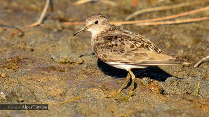 Sarıbacaklı kumkuşu