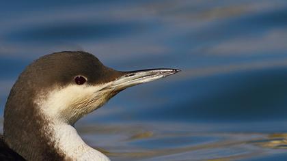 Karagerdanlı dalgıç