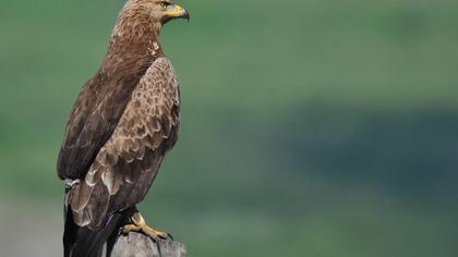 Küçük orman kartalı