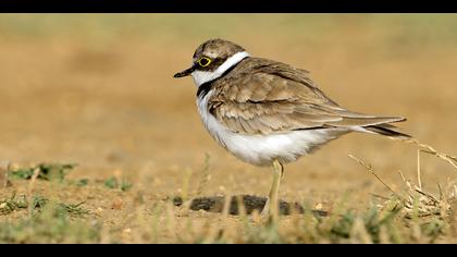 Halkalı küçük cılıbıt