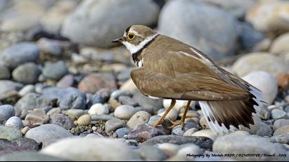 Halkalı küçük cılıbıt