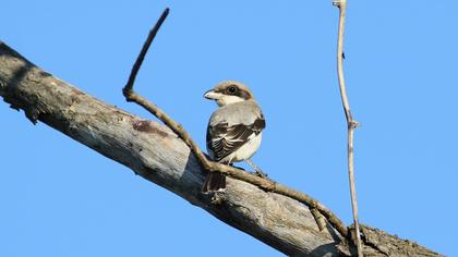 Karaalınlı örümcekkuşu