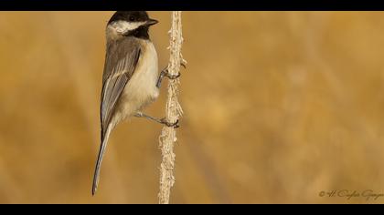Akyanaklı baştankara