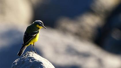 Sarı kuyruksallayan