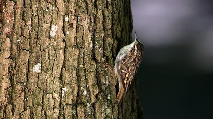 Bahçe tırmaşıkkuşu