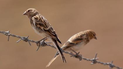 Sarıgagalı ketenkuşu