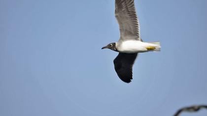 Kızıldeniz martısı