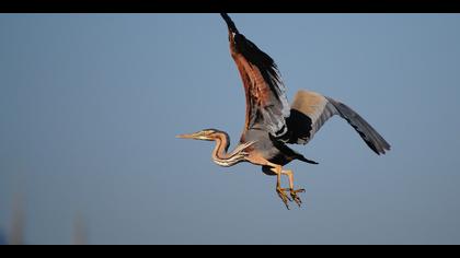 Erguvani balıkçıl