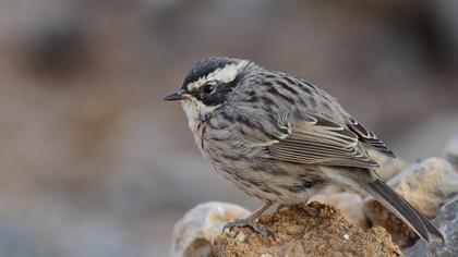 Sürmeli dağbülbülü