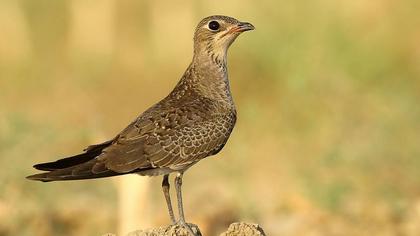 Bataklıkkırlangıcı