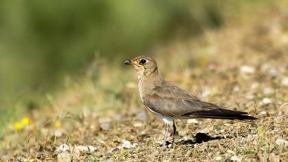 Bataklıkkırlangıcı