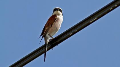 Kızılsırtlı örümcekkuşu