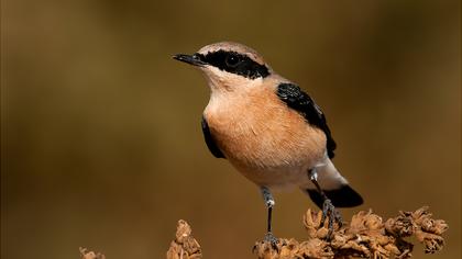Karakulaklı kuyrukkakan