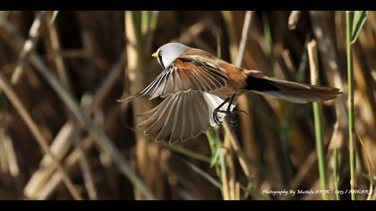 Bıyıklı baştankara