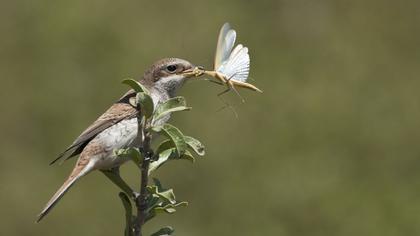 Kızılsırtlı örümcekkuşu