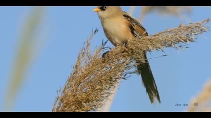 Bıyıklı baştankara