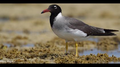 Kızıldeniz martısı