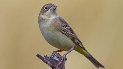 Karabaşlı kirazkuşu
