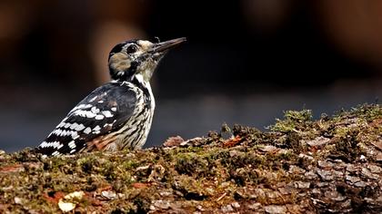 Aksırtlı ağaçkakan