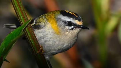 Sürmeli çalıkuşu