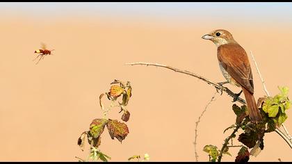 Kızılsırtlı örümcekkuşu