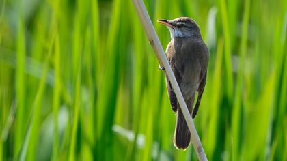 Büyük kamışçın
