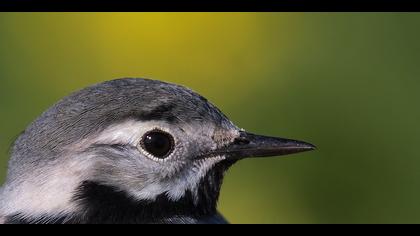 Ak kuyruksallayan » White Wagtail » Motacilla alba